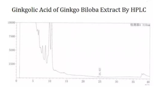 Ginkgo extract1.jpg